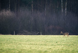 Roe deer buck with bark antlers walking in field.