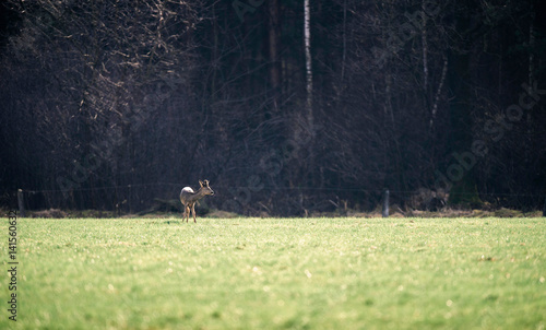 Roe deer buck with bark antlers standing in field.