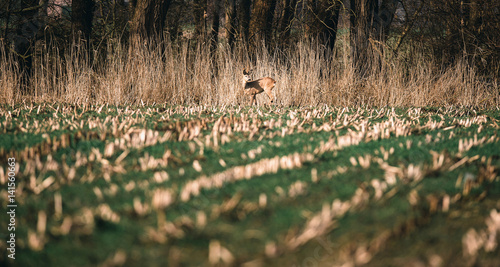 Alert roe buck standing in farmland near reed.