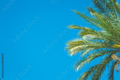 Palm trees against blue sky  Palm trees at tropical coast  coconut tree summer tree   Background