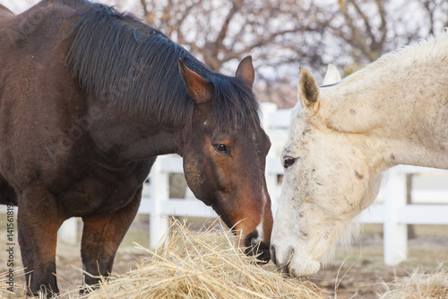 Two bay and gray retired racing Thoroughbreds eat out of a hay pile together in the morning in winter or early srping with a white fence in the background.