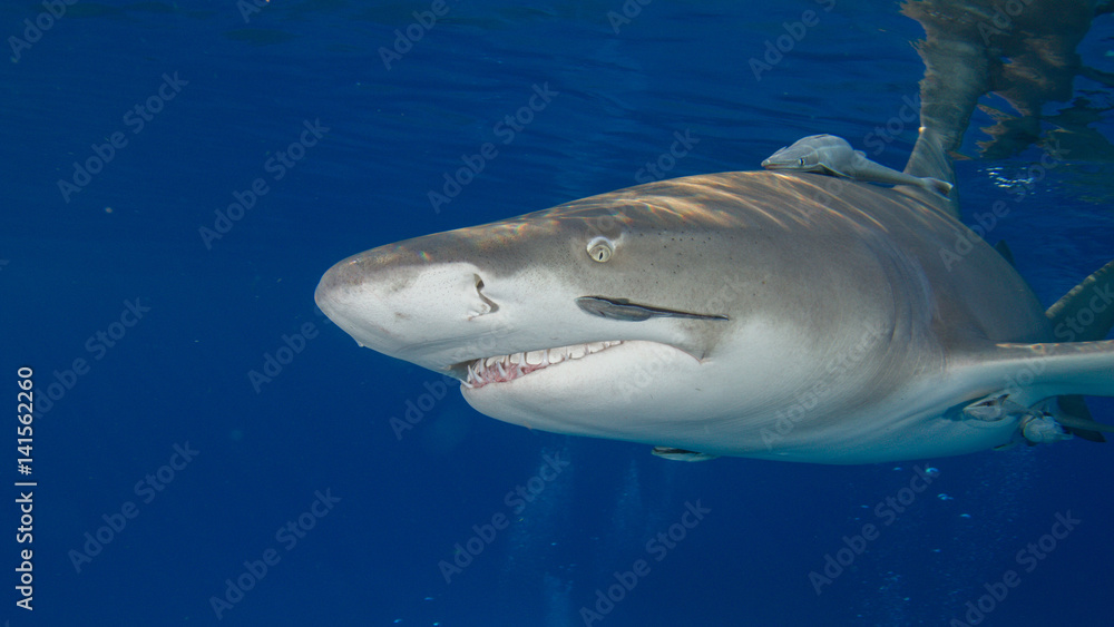 Obraz premium Sharks of Tiger Beach