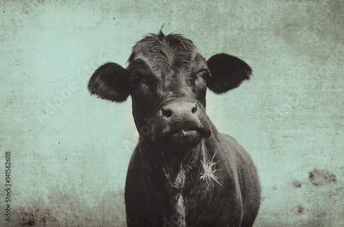 Cute angus cow on farm with vintage grunge effect.  Black heifer face against rural sky, great for background or print.