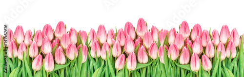 Tulip flowers banner Floral border Bunch pink blooms