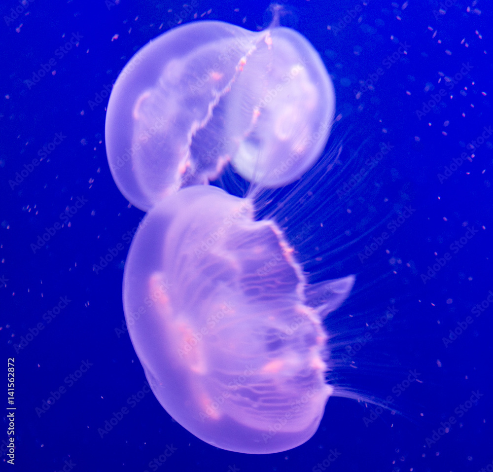 Jellyfishes floating background