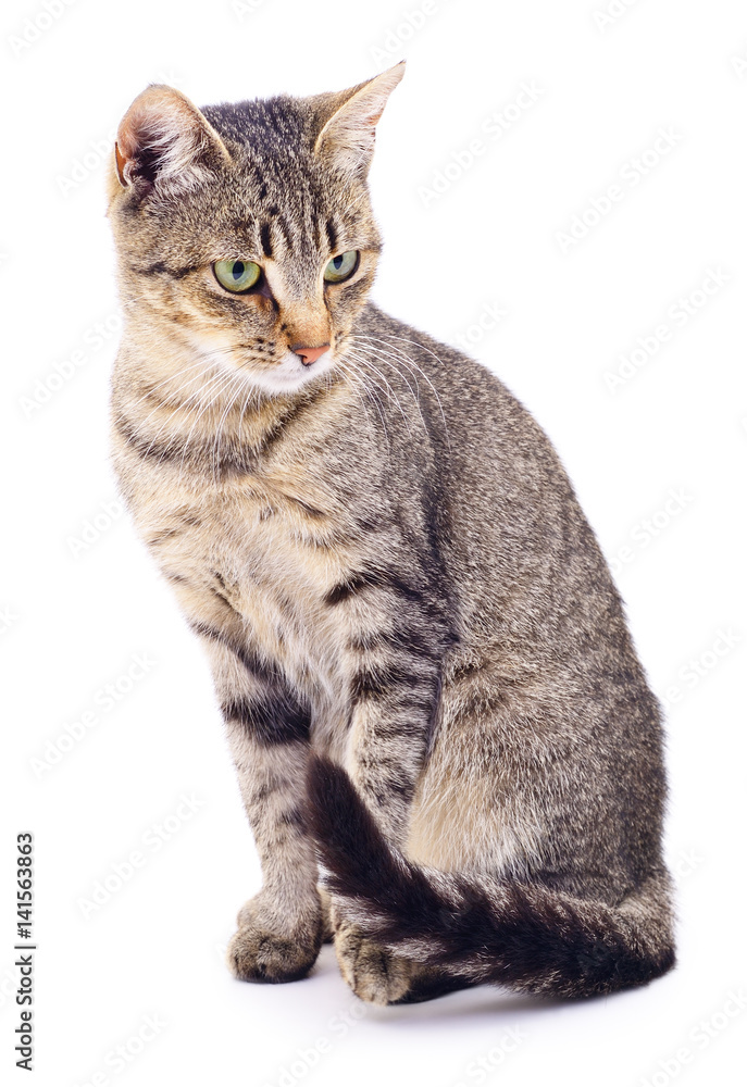 Kitten on white background. Kitten on white background.