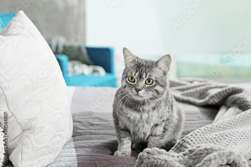 Fototapeta Naklejka Na Ścianę i Meble -  Cute funny cat on bed at home