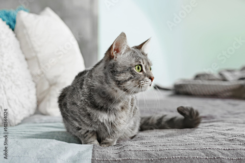 Fototapeta Naklejka Na Ścianę i Meble -  Cute funny cat on bed at home