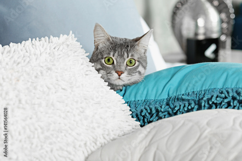 Fototapeta Naklejka Na Ścianę i Meble -  Cute funny cat hiding in cushions at home