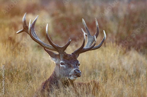 Deer, Richmond park, London, England.jpg