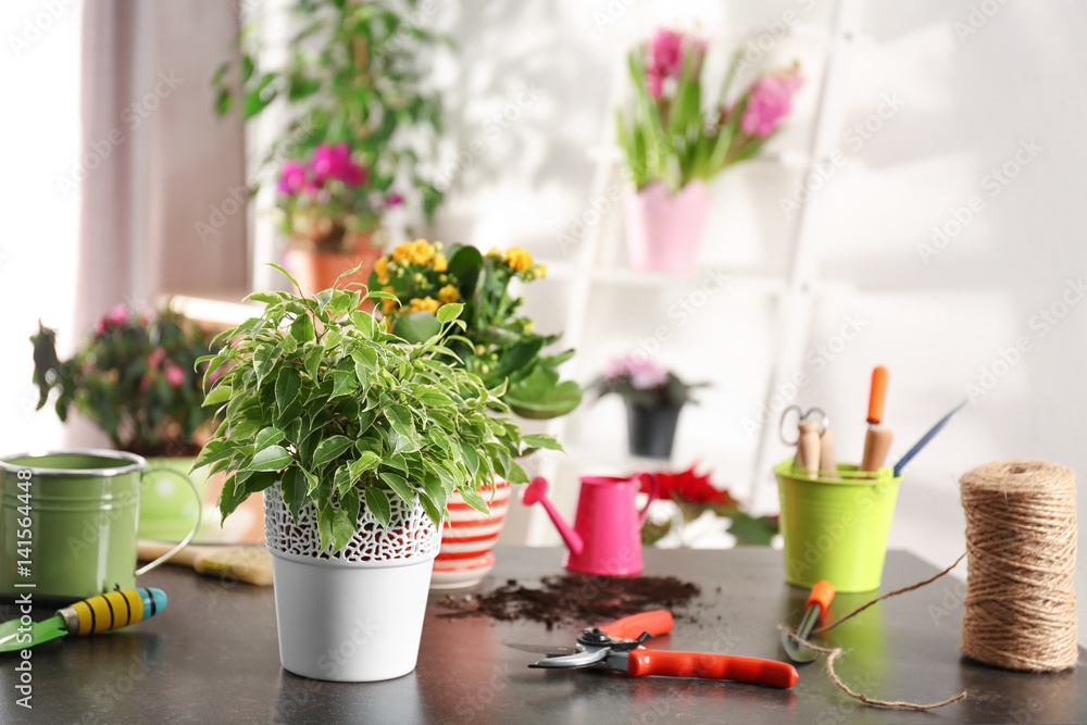 Fresh spring plant with gardener equipment on table Fresh spring plant with gardener equipment on table