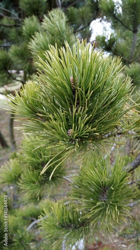 pine