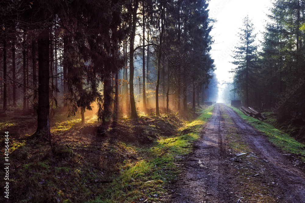 Fototapeta premium Sunrise in a forest near Friedeburg