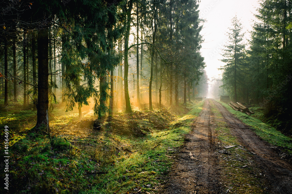 Fototapeta premium Wschód słońca w lesie w pobliżu Friedeburg