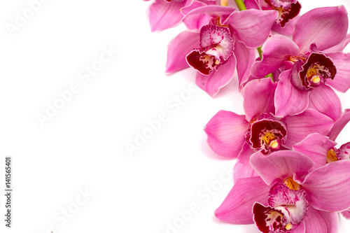 Pink, spotted orchid branches with buds, white isolated
