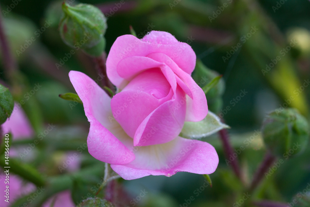 Pink bud of garden rose