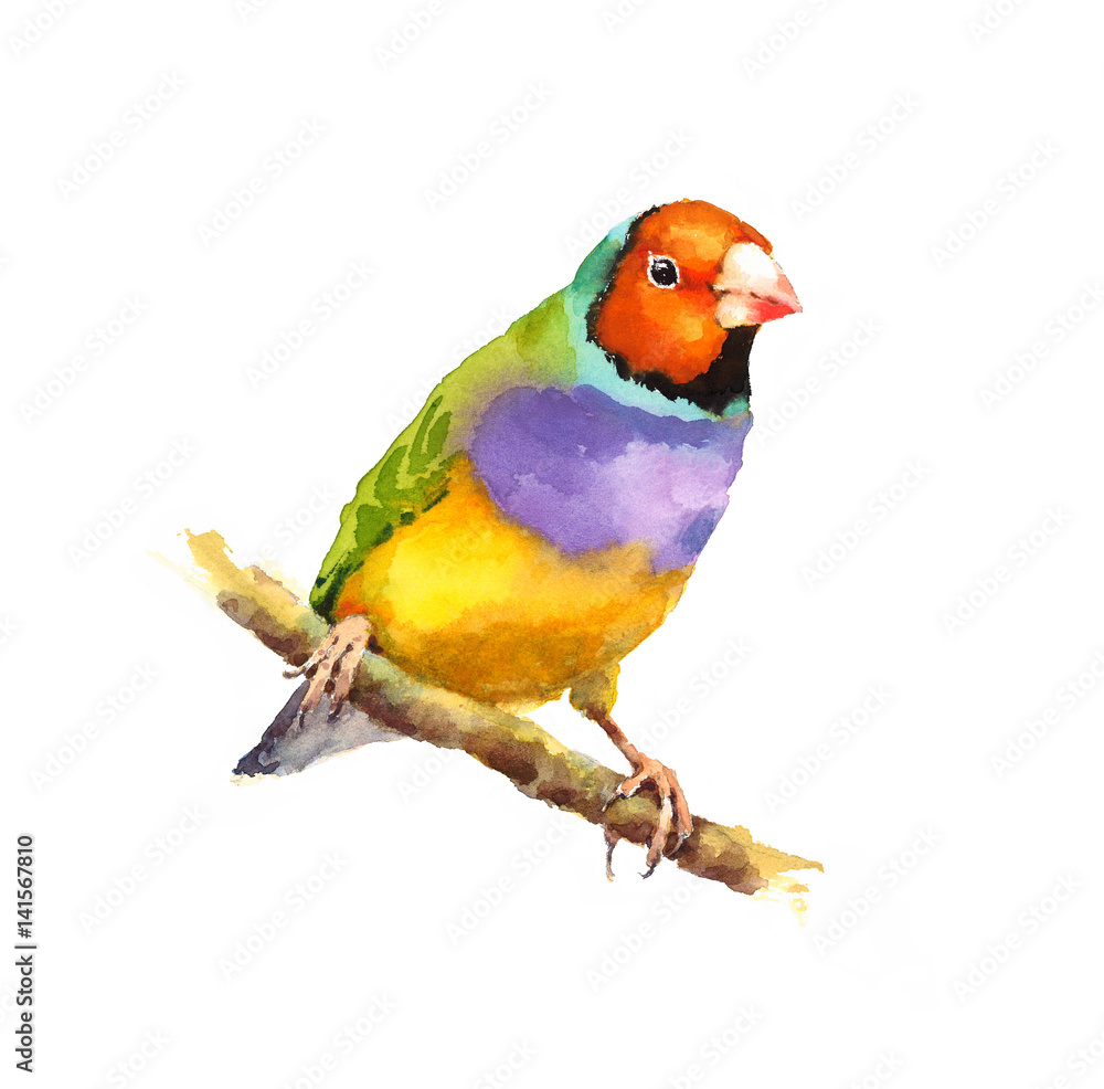 Watercolor Bird Gouldian Finch on the Branch Hand Painted Illustration isolated on white background