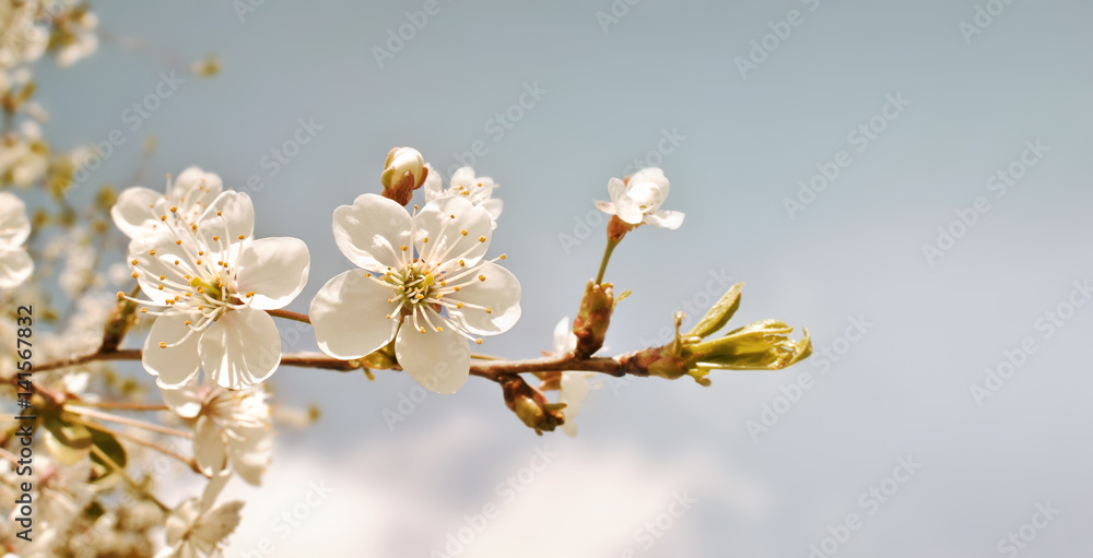 Cherry blossom in retro tone. Spring flowers background. Cherry blooming tree on blue sky Cherry blossom in retro tone. Spring flowers background. Cherry blooming tree on blue sky