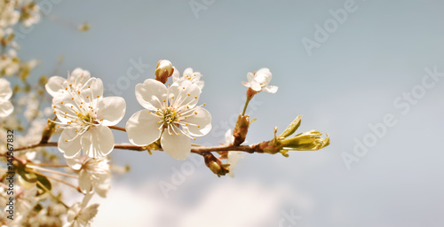 Cherry blossom in retro tone. Spring flowers background. Cherry blooming tree on blue sky 