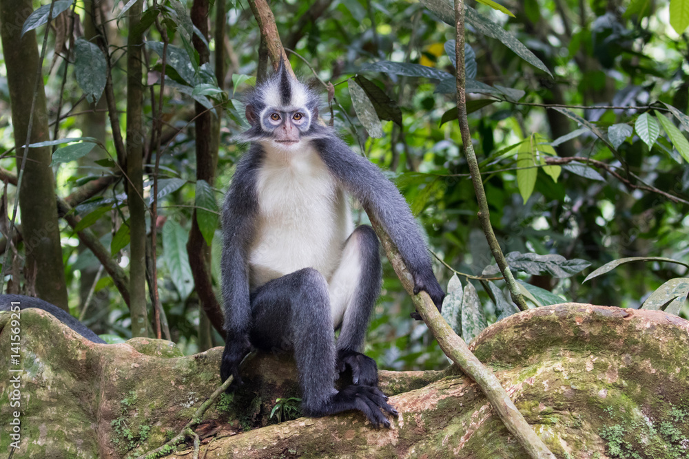 Fototapeta premium Thomas's Langur (Presbytis thomasi) in Sumatra rainforest