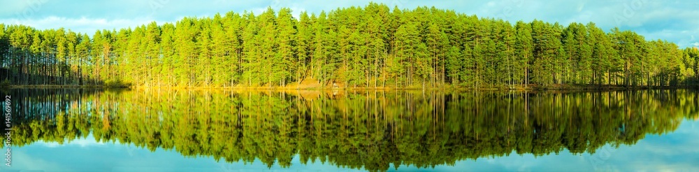 forest forest