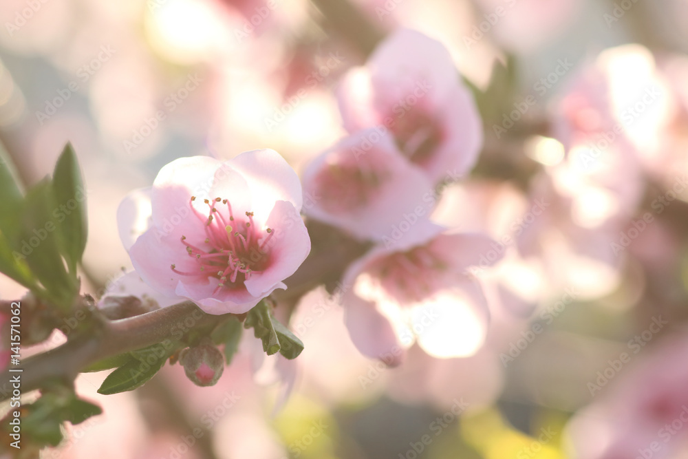 Fototapeta premium flowers in a branch of a peach tree in spring with a background bokeh at sunset