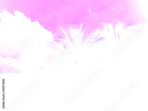 Palm tree pastel color and copy space background © AmySachar