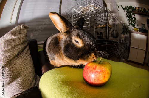 Hase und Apfel
