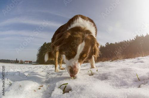 hund schleckt auf boden