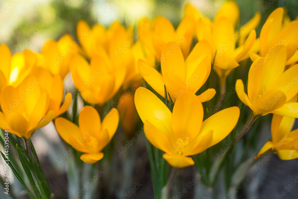 Yellow crocuses - small, spring flowering plant of the iris family. Yellow crocuses - small, spring flowering plant of the iris family.