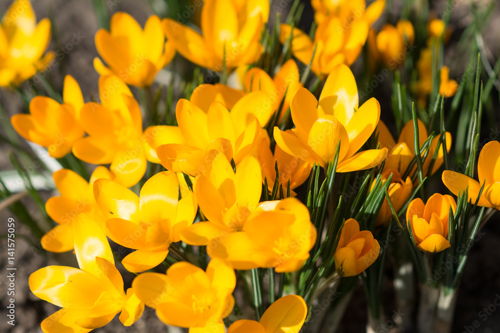 Yellow crocuses - small, spring flowering plant of the iris family. Yellow crocuses - small, spring flowering plant of the iris family.