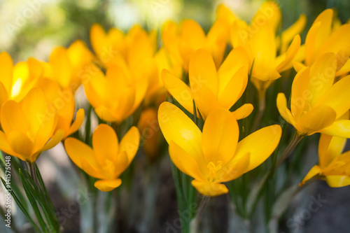 Yellow crocuses - small  spring flowering plant of the iris family.
