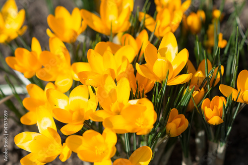 Yellow crocuses - small, spring flowering plant of the iris family.