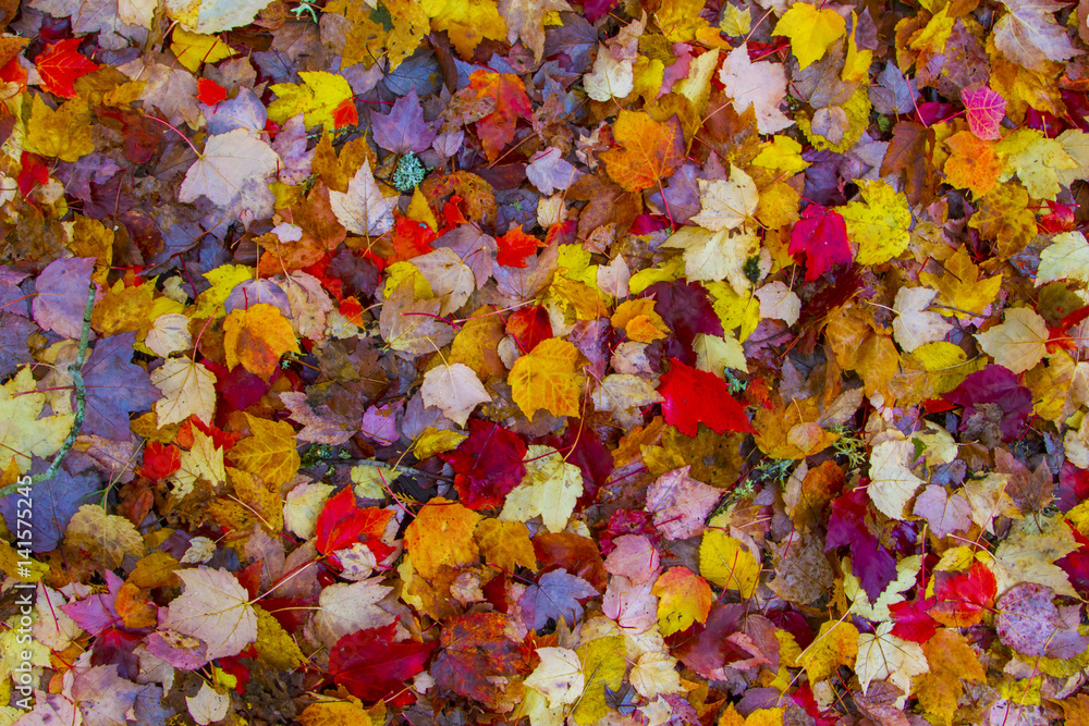 Colorful dry fall leaves in a beautiful blanket on the ground Colorful dry fall leaves in a beautiful blanket on the ground