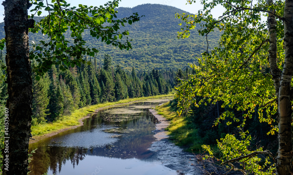 Fototapeta premium A river hides behind the tress
