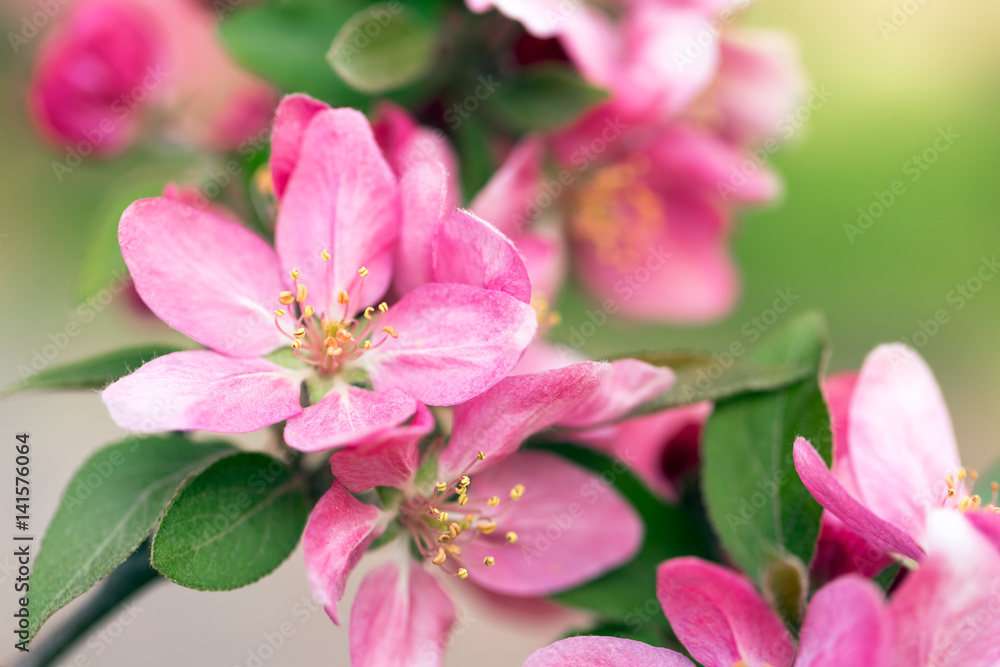 Pink tree flowers spring blossom Pink tree flowers spring blossom