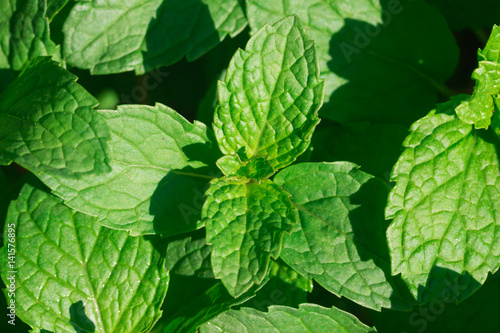 Green Mint leaves in garden © sakdinon