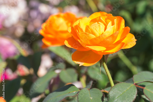 Orange rose flower 