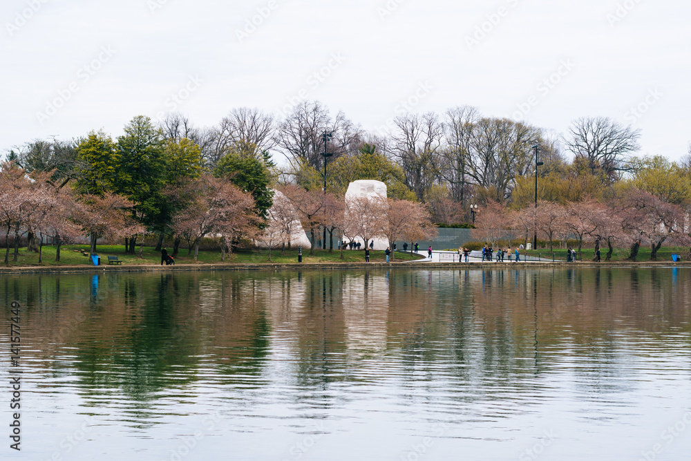 Fototapeta premium Cherry blossoms along the Tidal Basin, in Washington, DC.