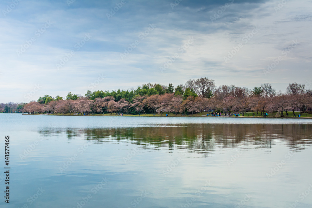 Cherry blossoms along the Tidal Basin, in Washington, DC.