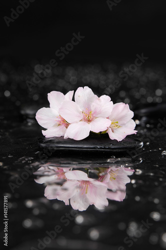 Set of Cherry blossom, with therapy stones 