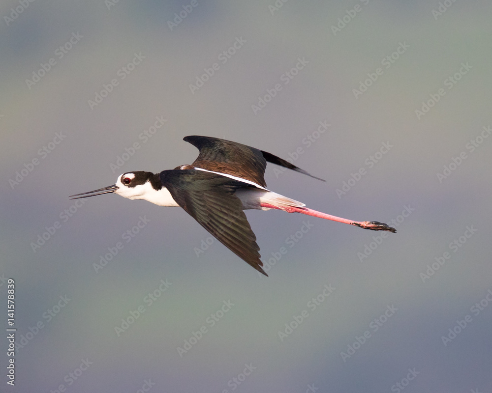 Obraz premium Black-necked stilt flying 