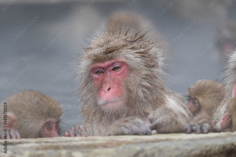Naklejka premium スノーモンキー