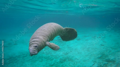 Endangered Florida Manatee (Trichechus manatus latirostris) baby curious plays in Three Sister's Springs (Crystal River, Florida, USA). Warm spring provides refuge from hypothermia in winter months.