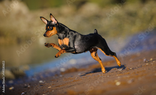 Miniature Pinscher running full stride at beach photo