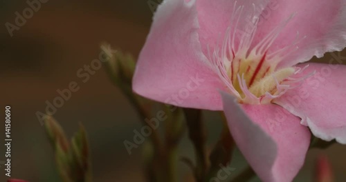 Micro shot of the Flowers photo