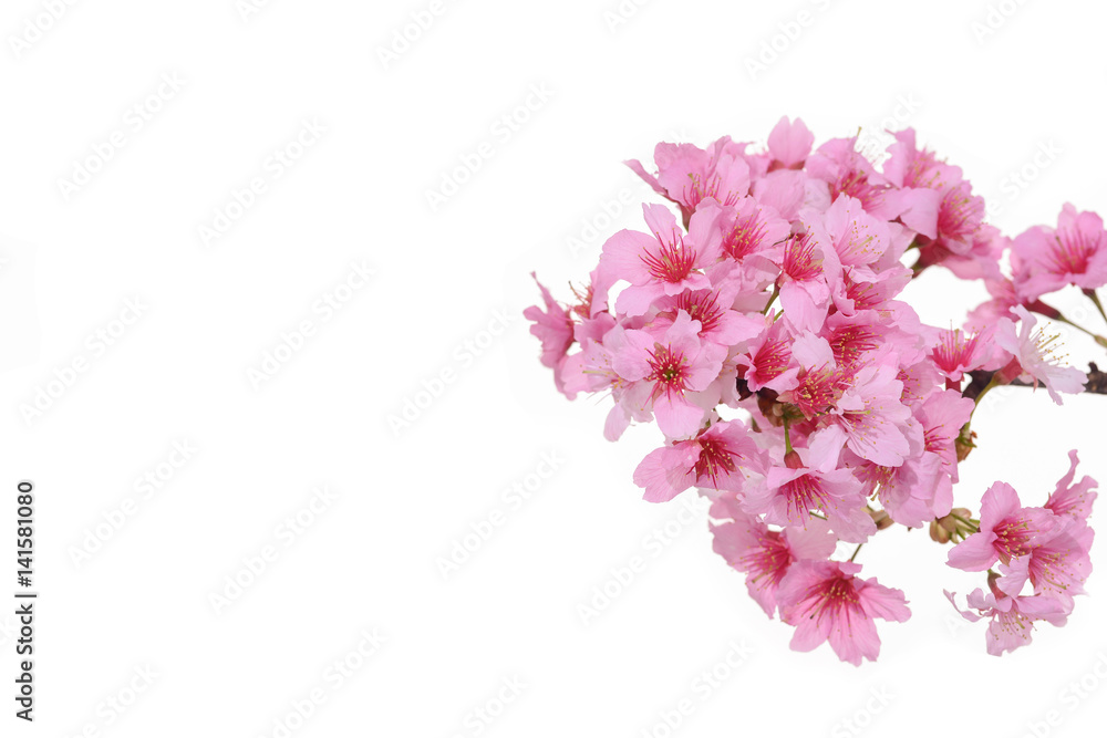  Pink cherry blossom sakura
