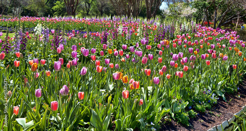 Spring time Tulips