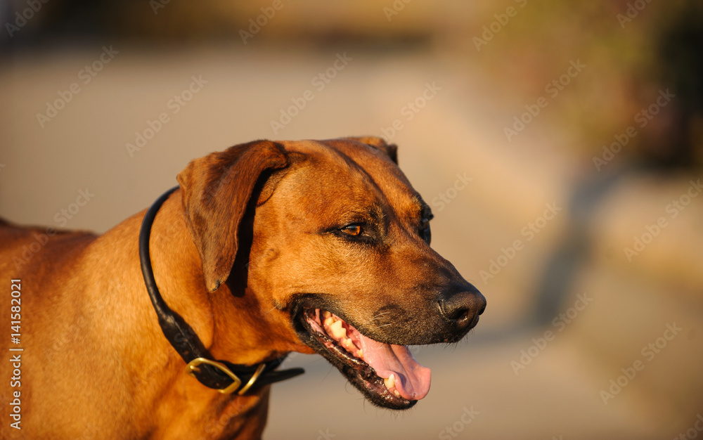 Rhodesian Ridgeback dog portrait
