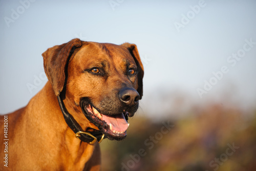 Rhodesian Ridgeback dog head shot